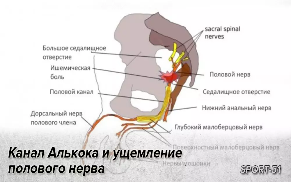 Половой нерв у мужчин симптомы. Половой нерв анатомия.