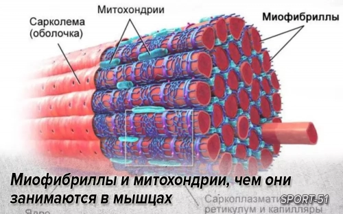 Миофибриллы и митохондрии, чем они занимаются в мышцах