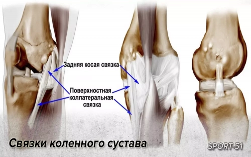 Связки коленного сустава, анатомия