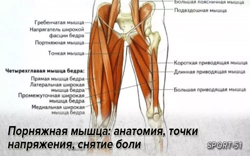 Порняжная мышца: анатомия, точки напряжения, снятие боли.