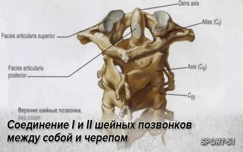 Соединение I и II шейных позвонков между собой и черепом