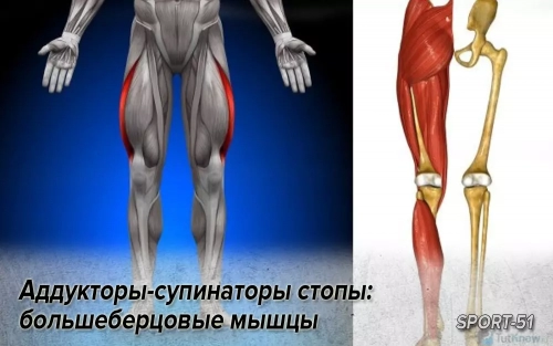 Аддукторы-супинаторы стопы: большеберцовые мышцы