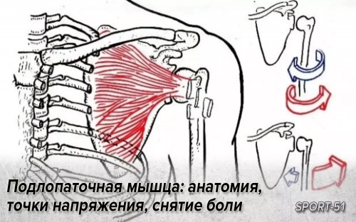 Подлопаточная мышца: анатомия, точки напряжения, снятие боли