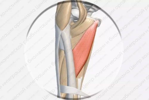 Мышцы аддукторы бедра