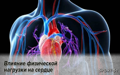 Влияние физической нагрузки на сердце