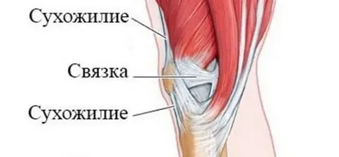 Как укрепить сухожилия и связки
