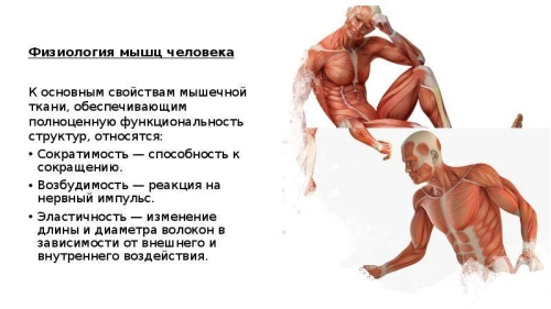 Основы физиологии скелетных мышц