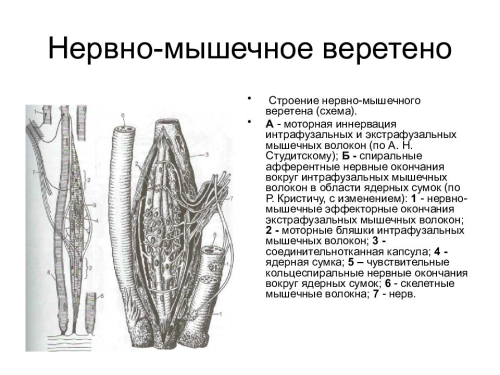Нервно-мышечное веретено