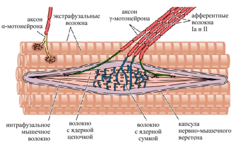 Нервно-мышечное веретено