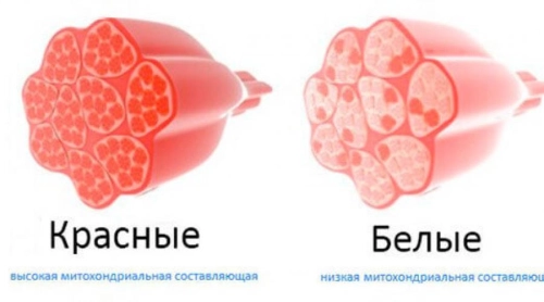 Строение мышц и типы мышечных волокон
