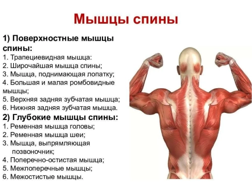 Глубокие мышцы спины