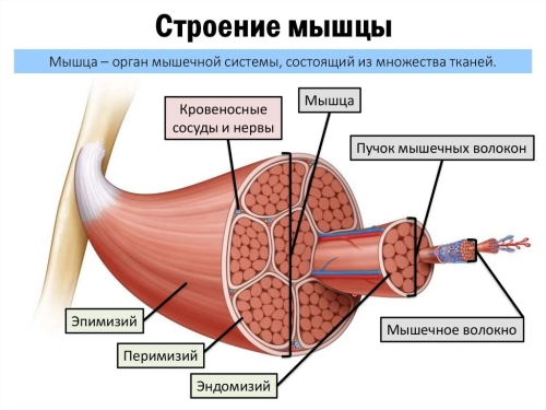 Тренировка разных мышечных волокон: ПМВ, окислительные, гликолитические