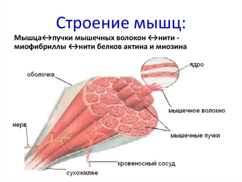 Строение мышц и типы мышечных волокон
