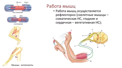 Основы физиологии скелетных мышц