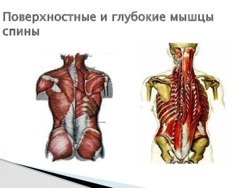 Глубокие мышцы спины
