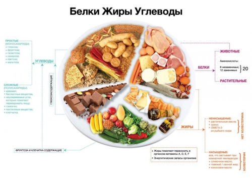 Функции белков, жиров и углеводов