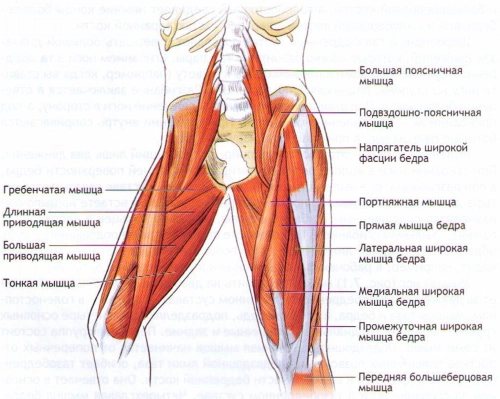 Мышцы ног - Анатомия