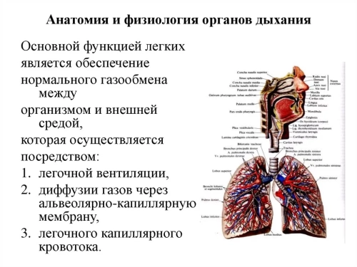 Анатомия дыхательной системы