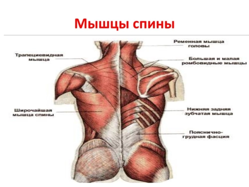 Глубокие мышцы спины