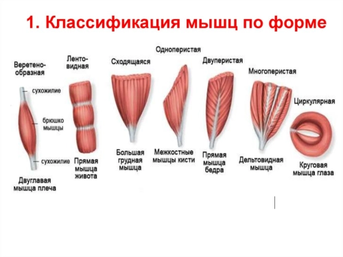 Строение мышц и типы мышечных волокон