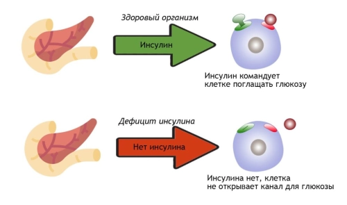 Инсулиновый индекс продуктов