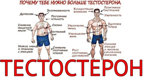 Что делает с человеком тестостерон?