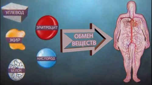 Чем отличается обмен веществ (метаболизм) у женщин?