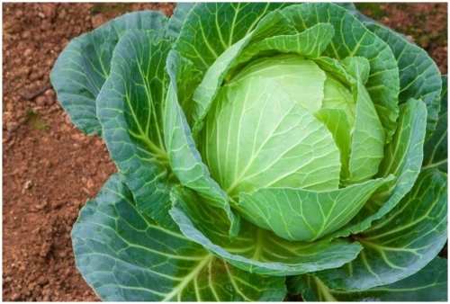 Продукты для очищения организма